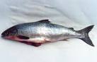 fish6.jpg