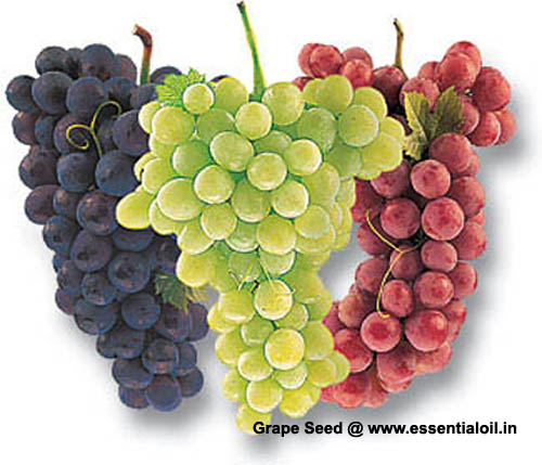 grape-seed.jpg