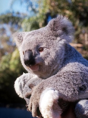 koala.jpg