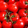 tomatoes6.jpg